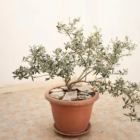 Appartement Gospojica *