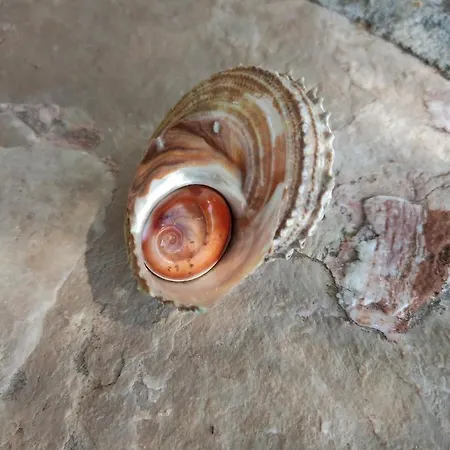 Gospojica Διαμέρισμα *
