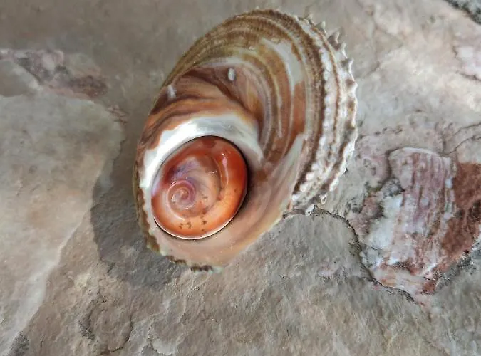 Gospojica 아파트 *